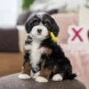 Mini Bernedoodle Pup | Klassieke Tri-Color met Sterke Bernese Uitstraling | NL
