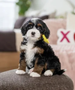 Mini Bernedoodle Pup | Klassieke Tri-Color met Sterke Bernese Uitstraling | NL