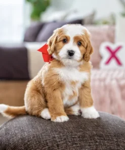 Mini Multigen Bernedoodle Pup | Apricot/Wit | Beschikbaar NL