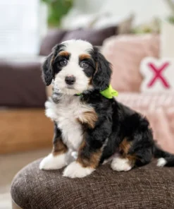 Mini Multigen Bernedoodle Pup | Klassieke Tri-Color | Beschikbaar in Nederland