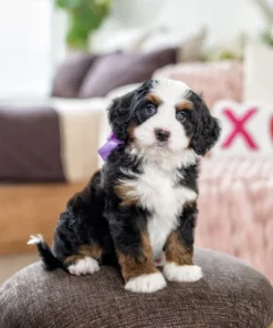 Mini Multigen Bernedoodle Pup | Klassieke Tri-Color | Beschikbaar NL