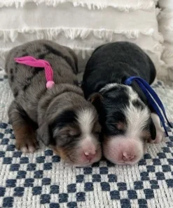 Lily & Smokey – Mini/Medium Ultra Bernedoodle Pups | Beschikbaar NL