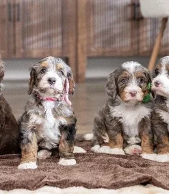 Maggie & Smokey – Mini/Medium Bernedoodle Pups | Beschikbaar NL