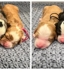 Sadie & Malcolm – Tiny Ultra Bernedoodle Pups | Beschikbaar in Nederland