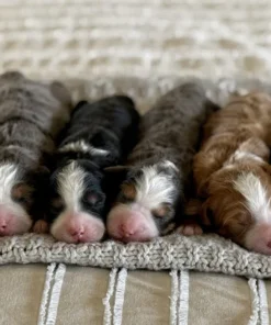 Suki & Malcolm – Mini/Tiny Ultra Bernedoodle Pups | Geboren 31-01-2026 | Beschikbaar NL