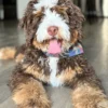 Bruno – Multigenerational Bernedoodle | 50 lbs | Beschikbaar in Nederland