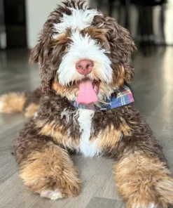 Bruno – Multigenerational Bernedoodle | 50 lbs | Beschikbaar in Nederland