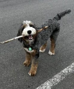 Scottie – Standard Ultra Multigen Bernedoodle Teef | 60 lbs | Beschikbaar NL