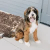 Murphy – Mini Multigenerational Sable Bernedoodle | 29 lbs | Beschikbaar NL
