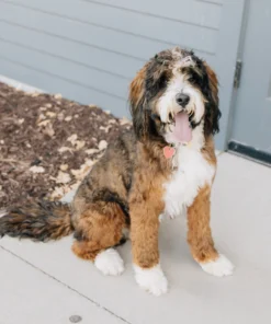 Murphy – Mini Multigenerational Sable Bernedoodle | 29 lbs | Beschikbaar NL