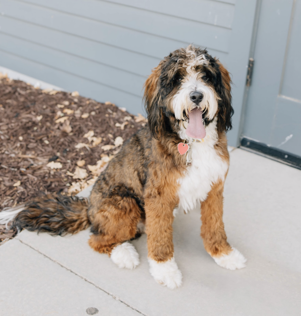 Murphy – Mini Multigenerational Sable Bernedoodle | 29 lbs | Beschikbaar NL