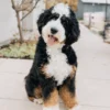 Ultra Bernedoodle Teef Riley | Beschikbaar in Nederland