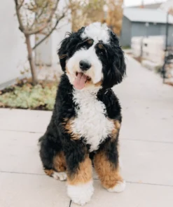 Ultra Bernedoodle Teef Riley | Beschikbaar in Nederland
