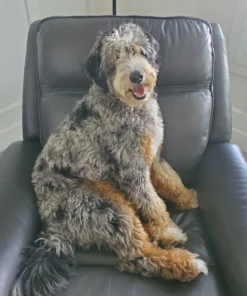 Bailey – Ultra Bernedoodle Teef | 60 lbs | Beschikbaar in Nederland