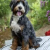 Harley Star – Ultra Bernedoodle Teef | 41 lbs | Beschikbaar in Nederland