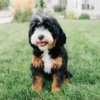 Teddy – Micro Mini Bernedoodle | 18 lbs | Beschikbaar in Nederland