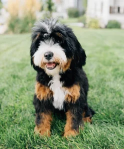 Teddy – Micro Mini Bernedoodle | 18 lbs | Beschikbaar in Nederland