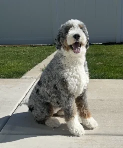 Asha – Multigenerational Bernedoodle Teef | 60 lbs | Beschikbaar NL