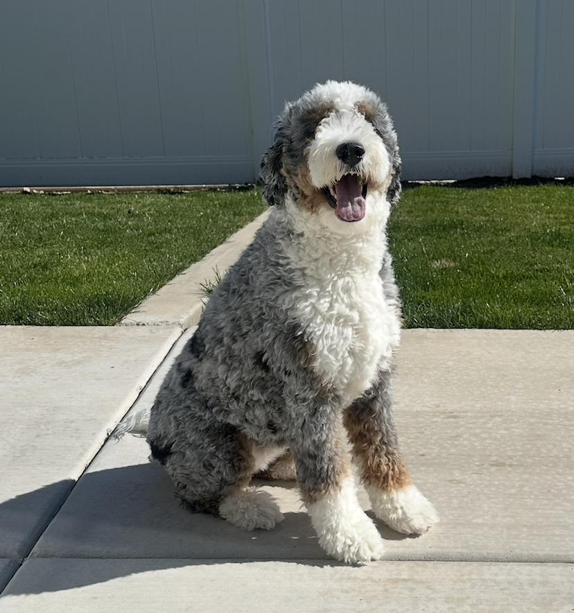 Asha – Multigenerational Bernedoodle Teef | 60 lbs | Beschikbaar NL