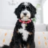 Sadie – Ultra Bernedoodle Teef | 60 lbs | Beschikbaar in Nederland