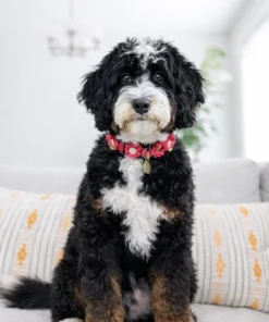 Sadie – Ultra Bernedoodle Teef | 60 lbs | Beschikbaar in Nederland