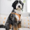 Bella – Ultra Multigenerational Bernedoodle Teef | 40 lbs | Beschikbaar NL