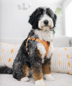 Bella – Ultra Multigenerational Bernedoodle Teef | 40 lbs | Beschikbaar NL
