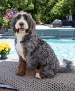 Brooksie – Ultra Multigen Bernedoodle Teef | Beschikbaar in Nederland