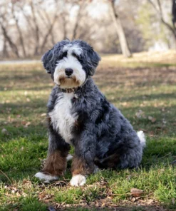 Bo Peep – Ultra Multigen Bernedoodle Teef (35 lbs) | Beschikbaar in Nederland