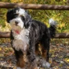 Lana – Mini Multigen Bernedoodle Teef | Beschikbaar in Nederland