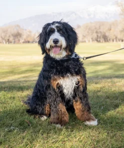 Ultra Bernedoodle Teef | 45 lbs | Beschikbaar voor adoptie in Nederland