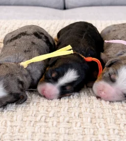 Marley & Biggie – Mini Multigen Bernedoodle Pups | Beschikbaar NL