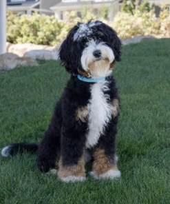 Biggie – Micro Mini Multigenerational Bernedoodle | 18 lbs | Beschikbaar NL