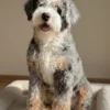 Smokey – Multigenerational Ultra Mini Bernedoodle | 35 lbs | Beschikbaar NL