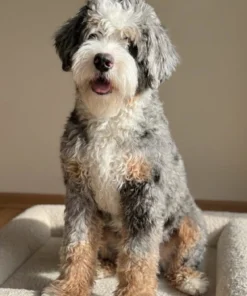 Smokey – Multigenerational Ultra Mini Bernedoodle | 35 lbs | Beschikbaar NL