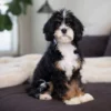Theodore – Munchkin Bernedoodle | 14 lbs | Beschikbaar in Nederland