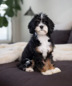 Doc – Munchkin Bernedoodle | 9 lbs | Beschikbaar in Nederland