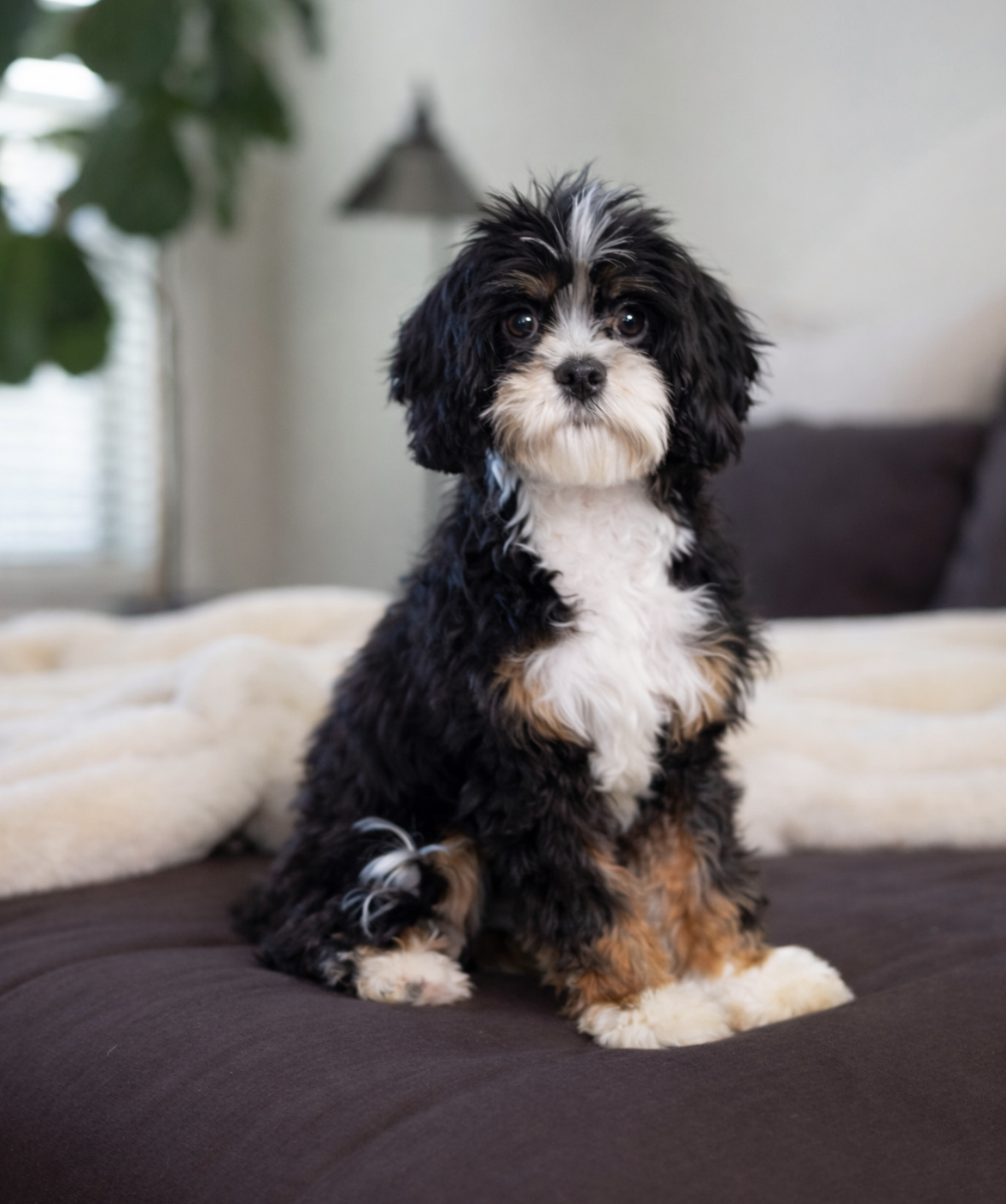 Doc – Munchkin Bernedoodle | 9 lbs | Beschikbaar in Nederland