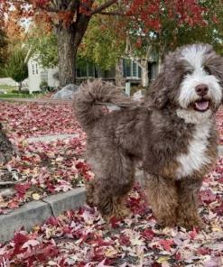 Boone – Medium Multigenerational Bernedoodle | 64 lbs | Beschikbaar in Nederland