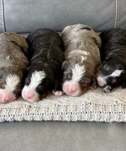 Agnes & Malcolm – Mini/Medium Ultra Bernedoodle Pups | Beschikbaar in Nederland