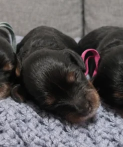 Elsy & Kevin – Munchkin Bernedoodle Pups (6–12 lbs) | Beschikbaar NL