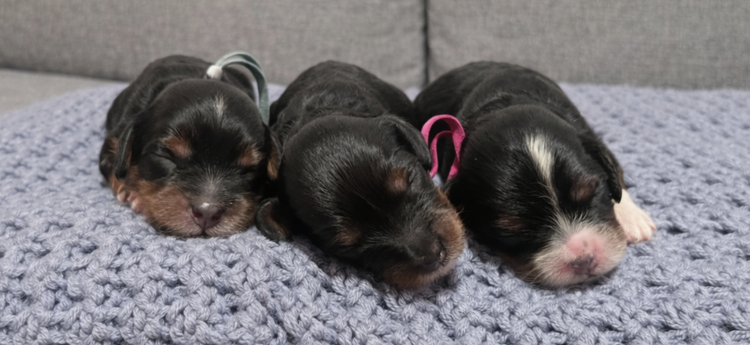 Elsy & Kevin – Munchkin Bernedoodle Pups (6–12 lbs) | Beschikbaar NL