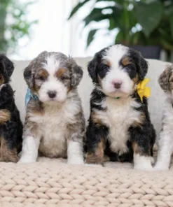 Mazie Zurii & Biggie – Mini Ultra Bernedoodle Pups | Beschikbaar NL