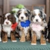 Storm & Teddy – Petite Mini Ultra Bernedoodle Pups | Beschikbaar NL