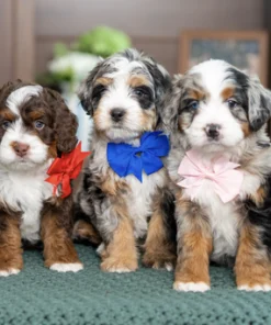 Storm & Teddy – Petite Mini Ultra Bernedoodle Pups | Beschikbaar NL