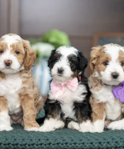 Echo & Teddy – Petite Mini Bernedoodle Pups | Beschikbaar NL