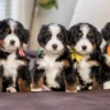 Reese & Biggie – Mini/Medium Ultra Bernedoodle Pups | Beschikbaar NL