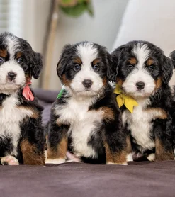 Reese & Biggie – Mini/Medium Ultra Bernedoodle Pups | Beschikbaar NL
