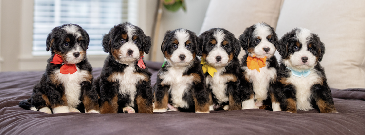 Reese & Biggie – Mini/Medium Ultra Bernedoodle Pups | Beschikbaar NL
